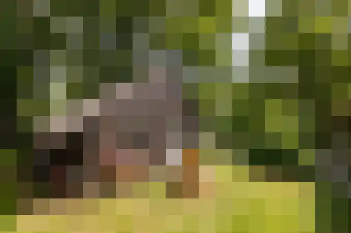 Posthoornseweg 20 Oisterwijk thumbnail 44