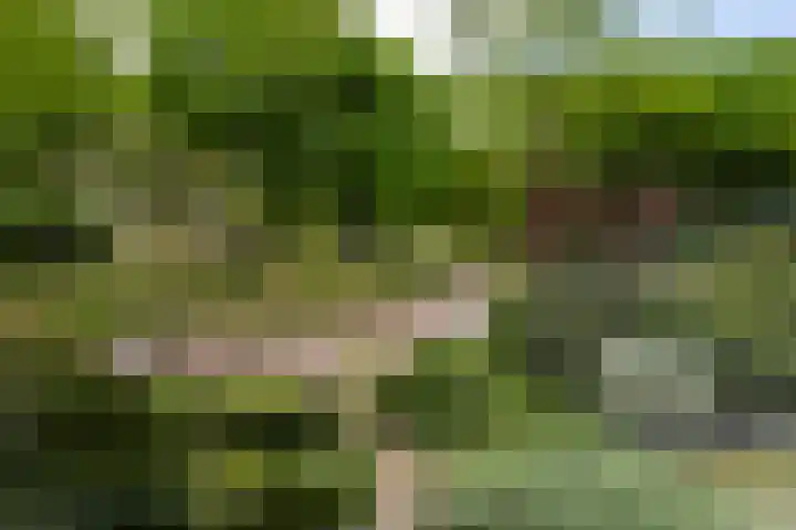 Postiljon 50 Laren thumbnail 25