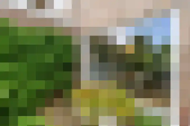 Postiljon 50 Laren thumbnail 29