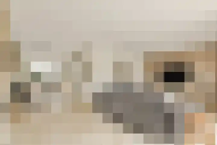 Postkoets 1 Sassenheim thumbnail 7