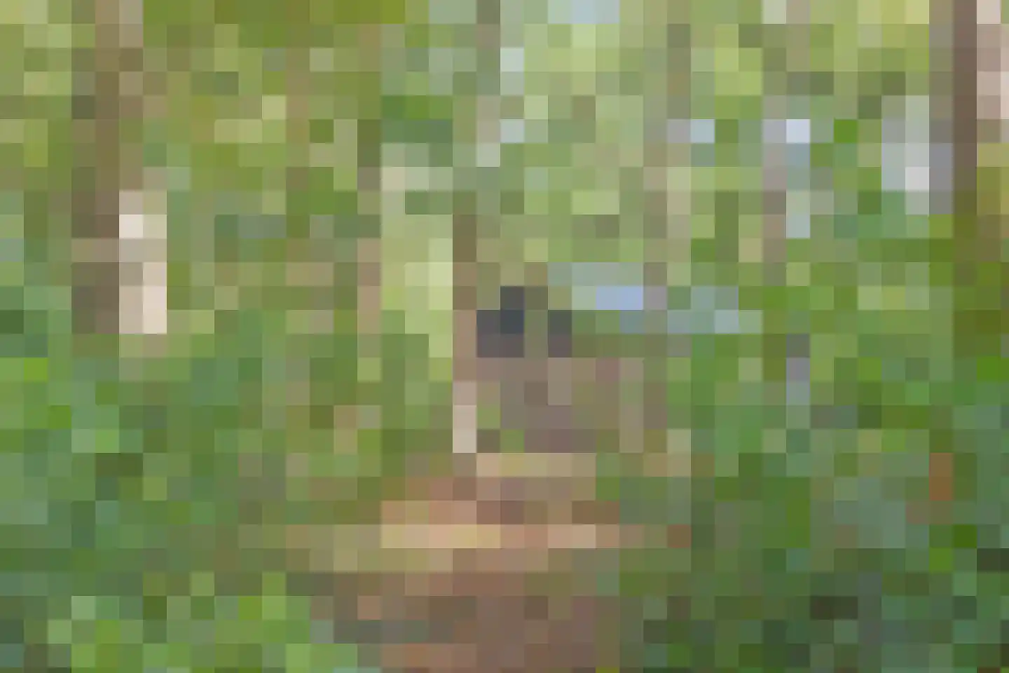 Postmaatseweg 9 Norg thumbnail 37