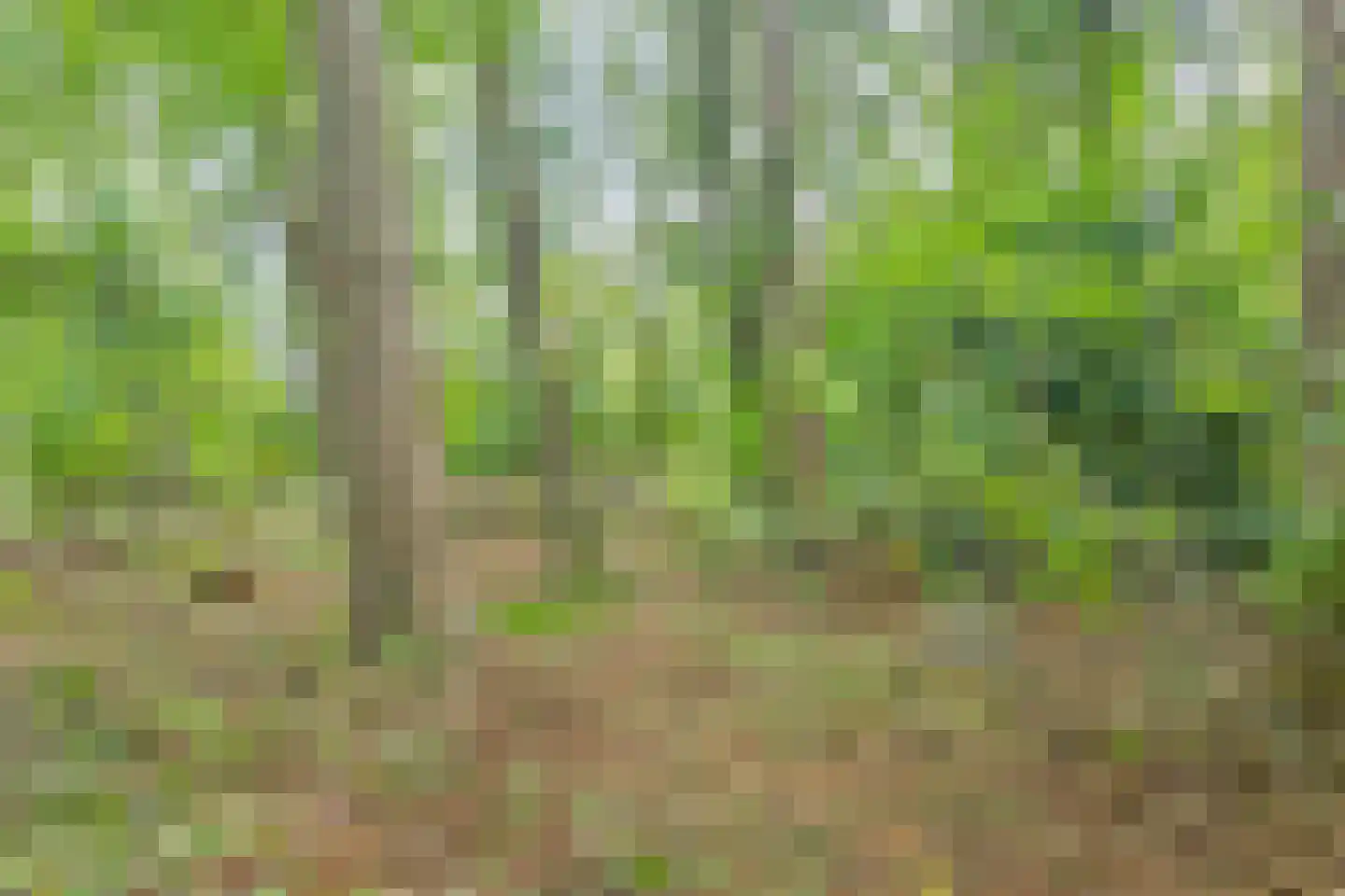 Postmaatseweg 9 Norg thumbnail 45