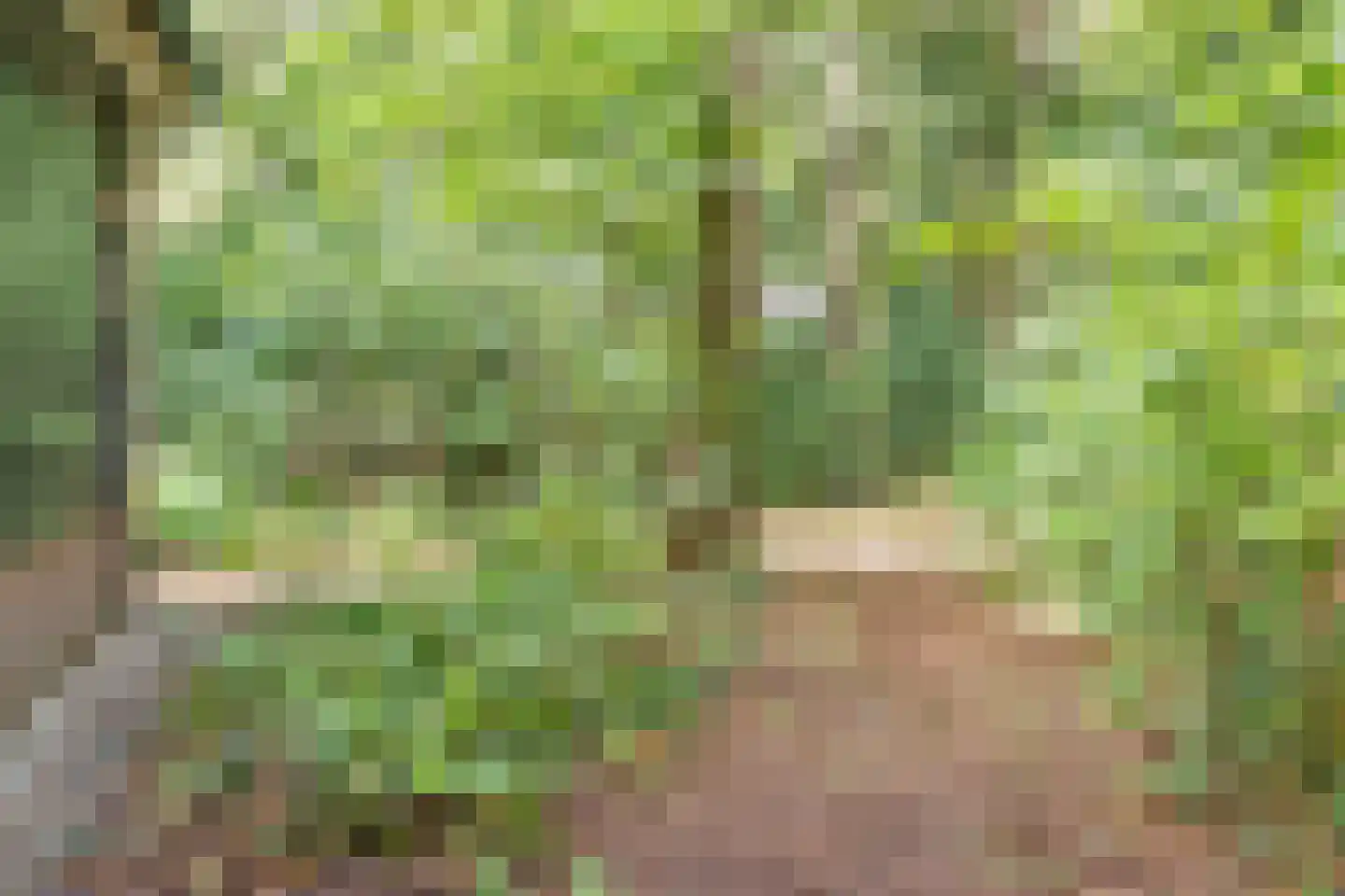 Postmaatseweg 9 Norg thumbnail 46