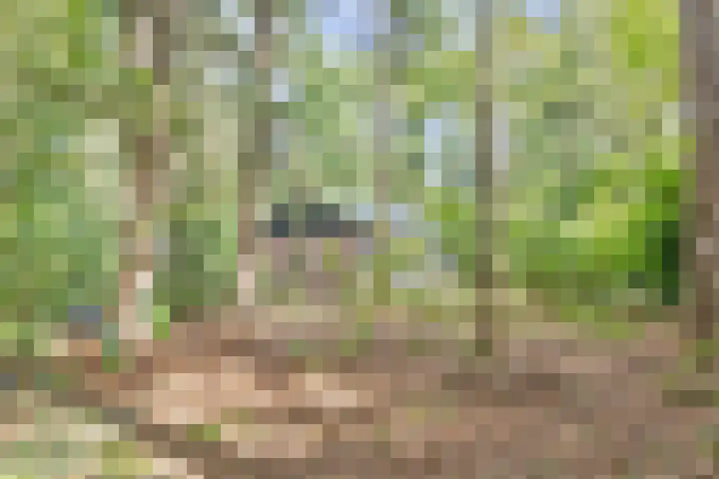 Postmaatseweg 9 Norg thumbnail 5