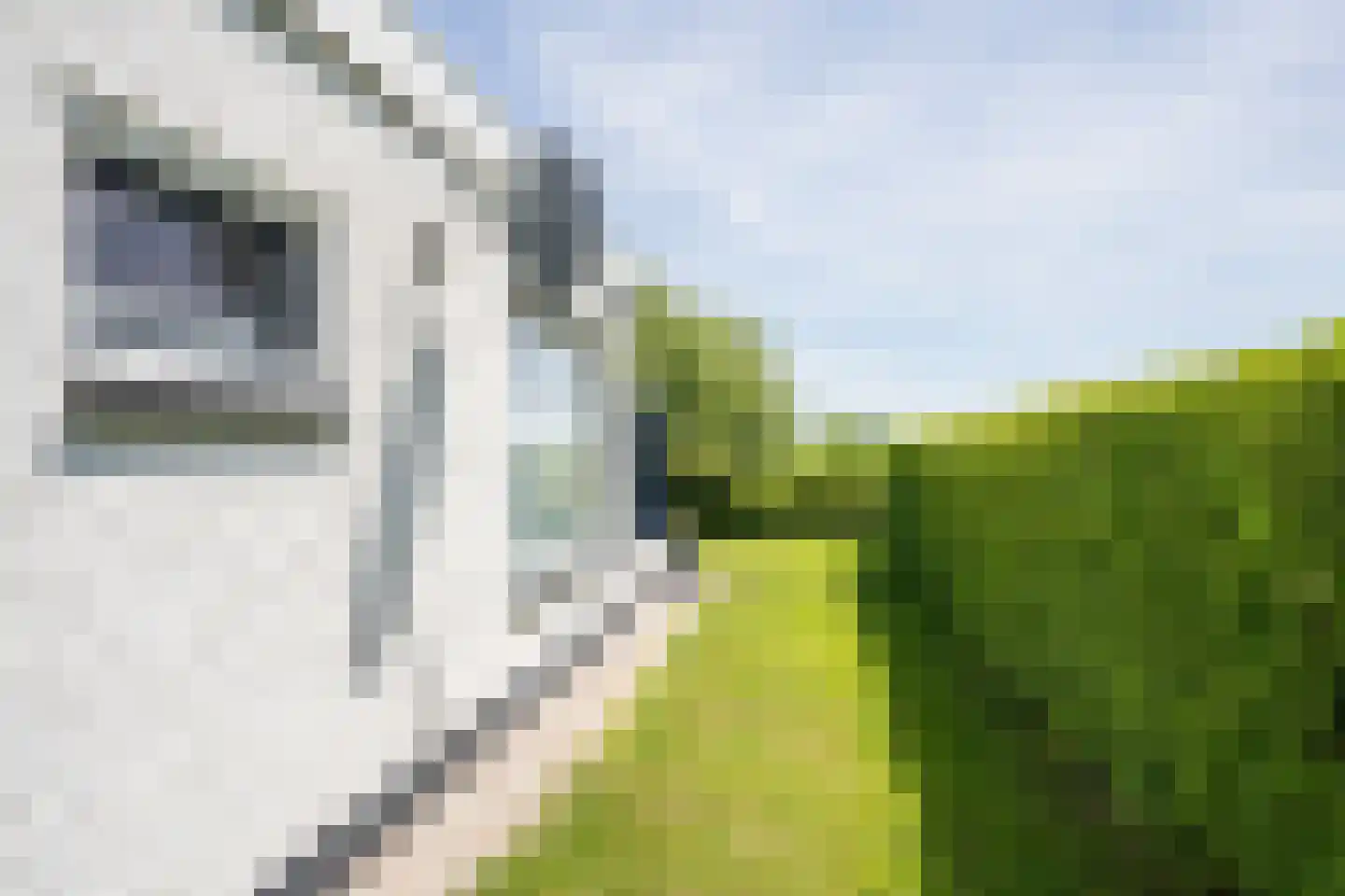 Postweg 222 De Cocksdorp thumbnail 57
