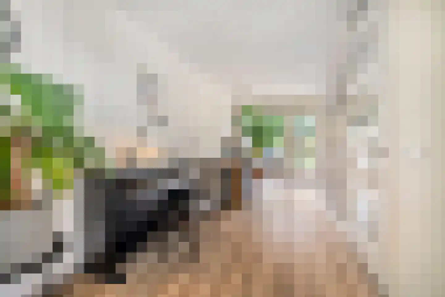 Potakker 14 Alkmaar thumbnail 17