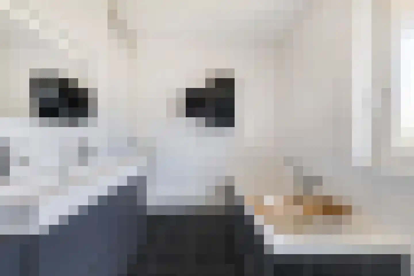 Potakker 14 Alkmaar thumbnail 32