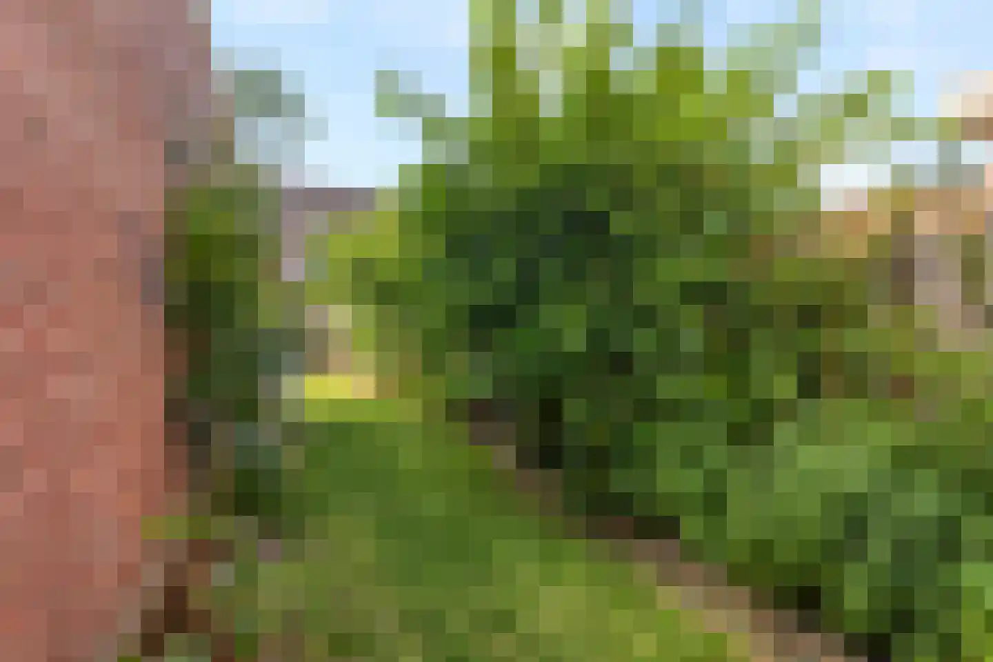 Potakker 14 Alkmaar thumbnail 44