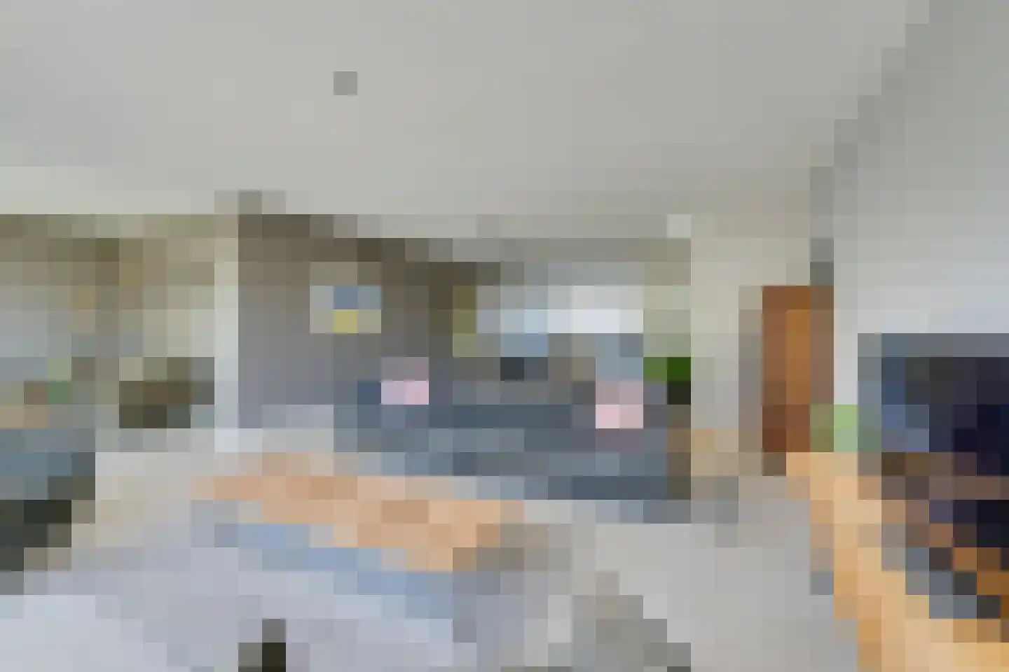 Potakker 22 Alkmaar thumbnail 11