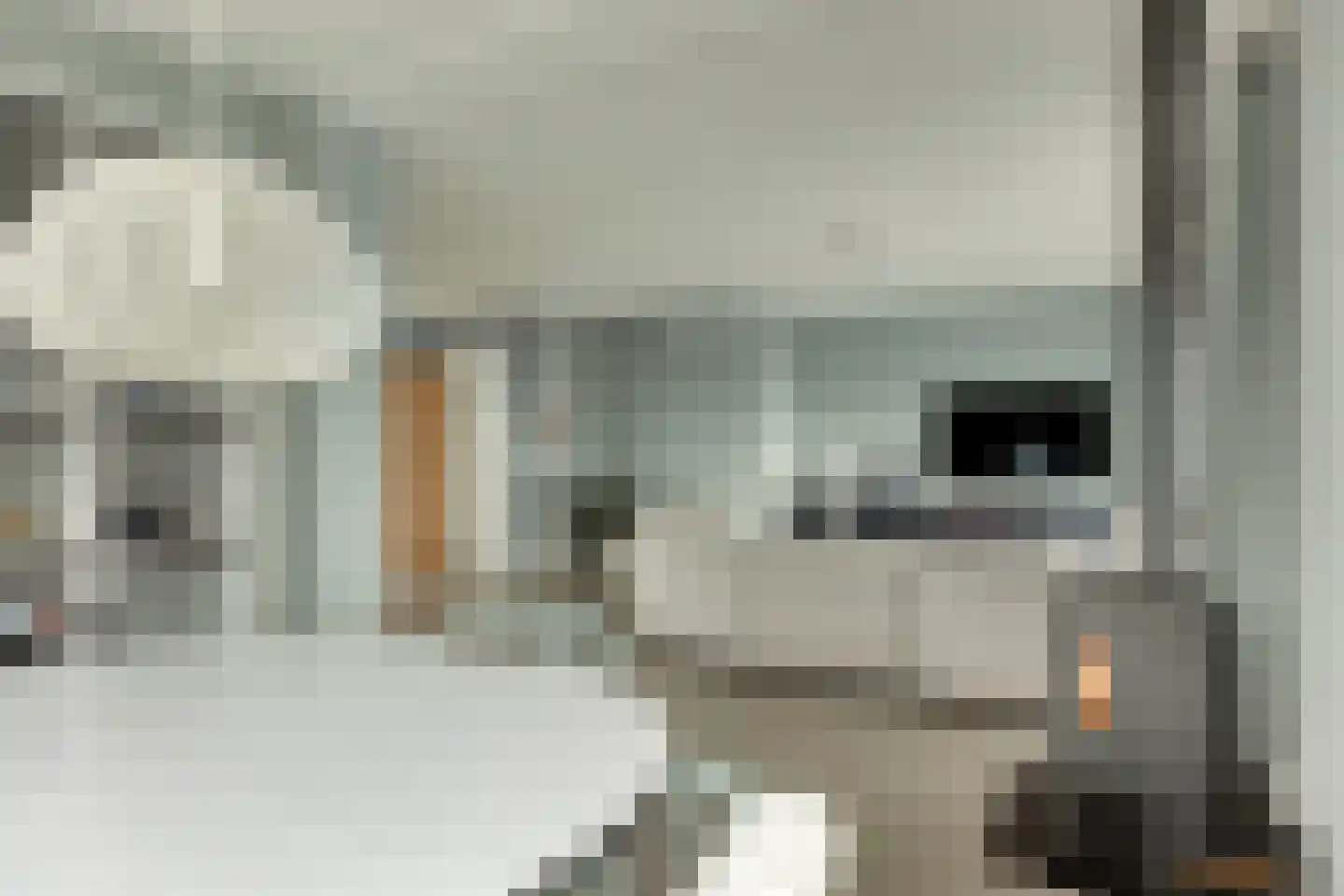 Potakker 25 Alkmaar thumbnail 14