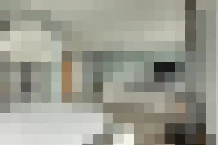 Potakker 25 Alkmaar thumbnail 14