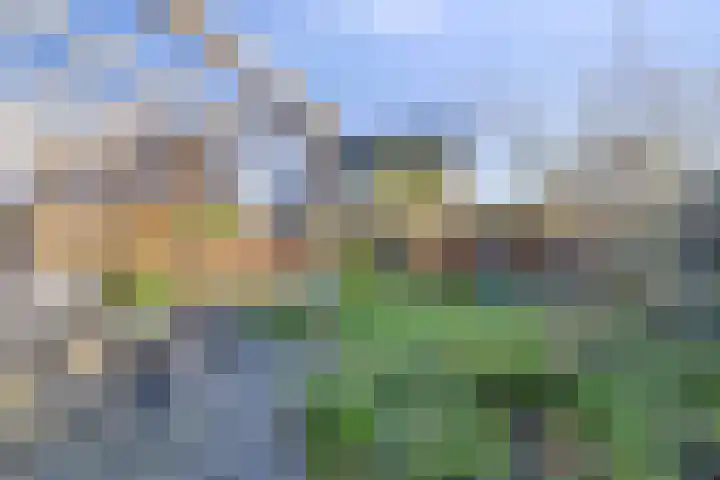 Potakker 25 Alkmaar thumbnail 38