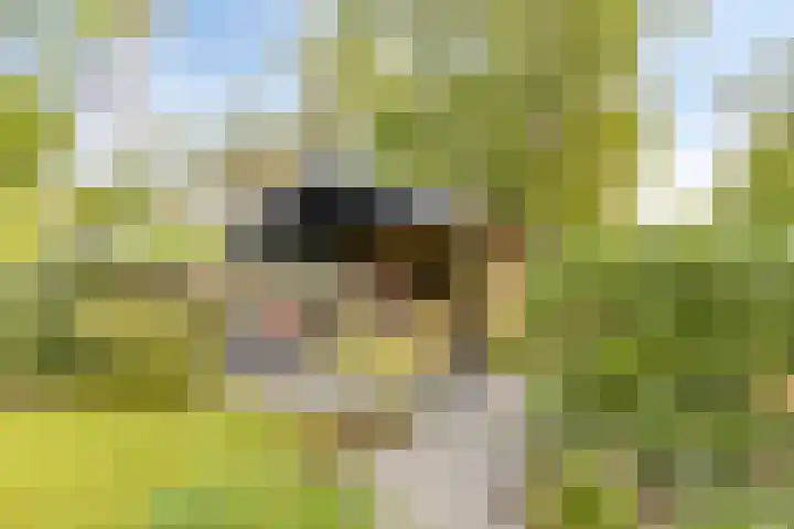 Potdijk 8 S033 Markelo thumbnail 4