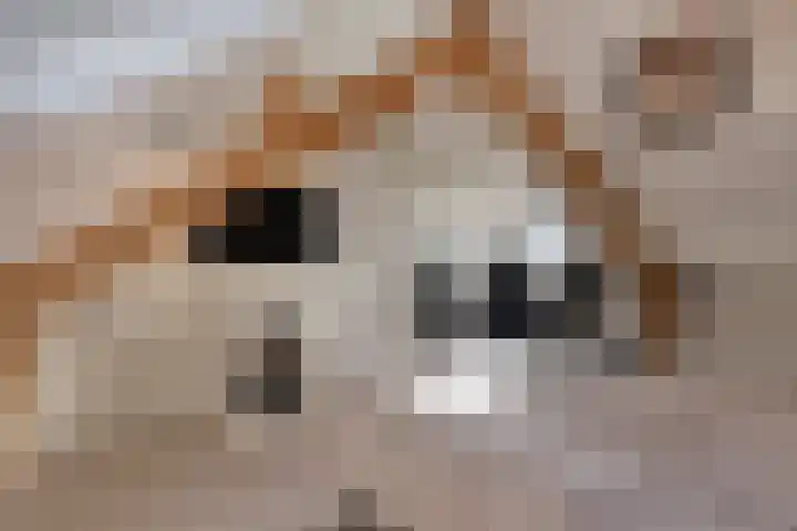 Potgieterstraat 22 Gemert thumbnail 31