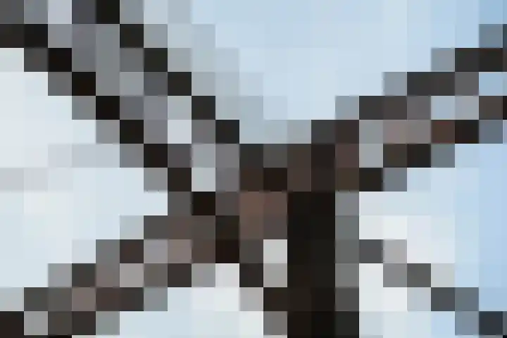 Pothoofd 339 Deventer thumbnail 58