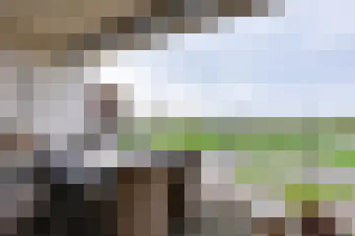 Pothoofd 359 Deventer thumbnail 7