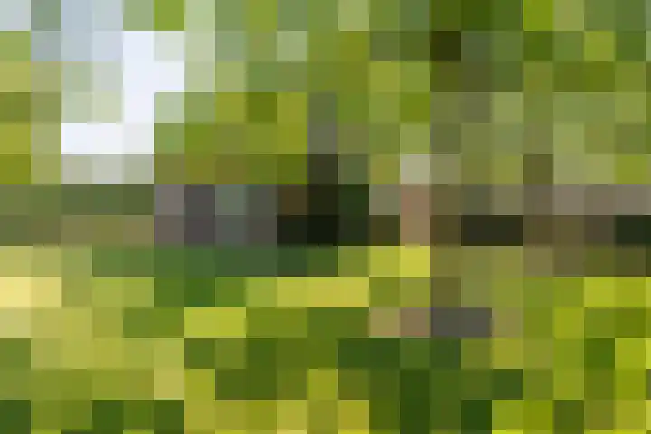 Potkuilen 7 Milsbeek thumbnail 9