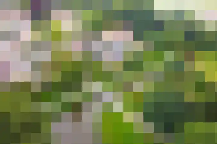 Potmarge 52 Zwolle thumbnail 6