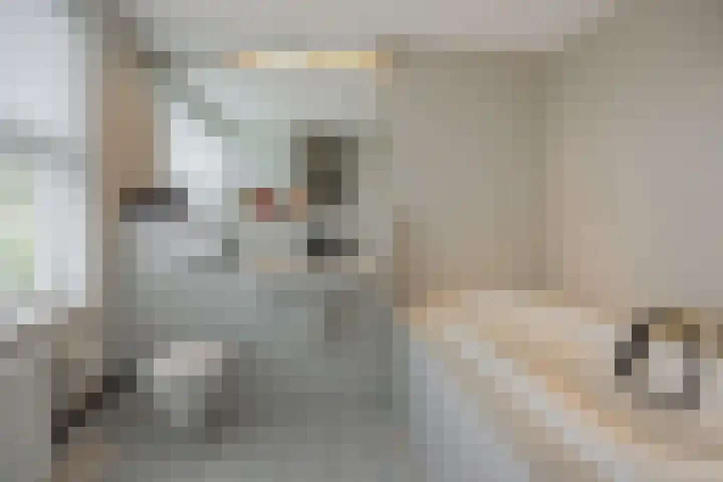 Pottenbakker 21 's-Hertogenbosch thumbnail 25