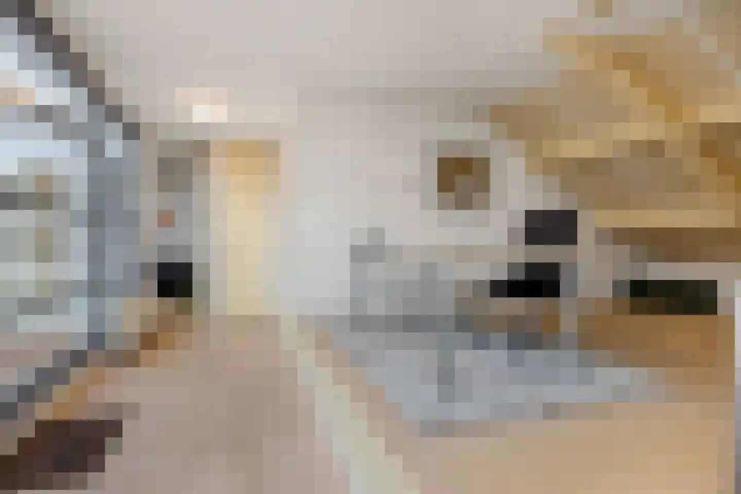 Pottenbakker 21 's-Hertogenbosch thumbnail 34