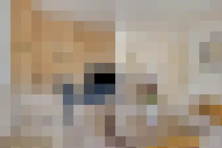 Pottenbakkersdonk 252 Apeldoorn thumbnail 6