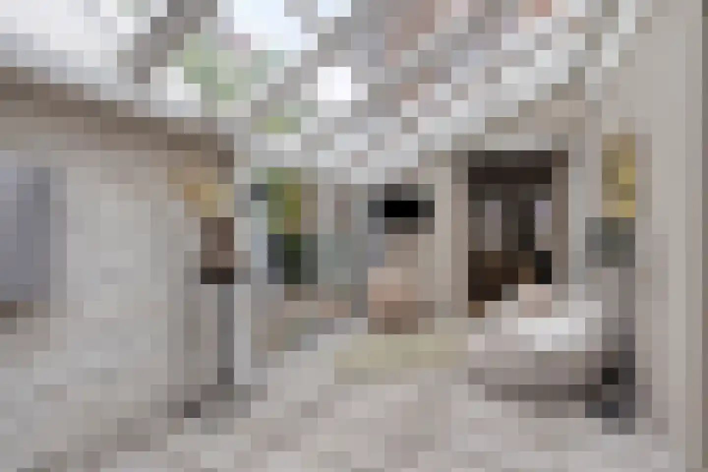 Potterstraat 42 Bergen op Zoom thumbnail 19