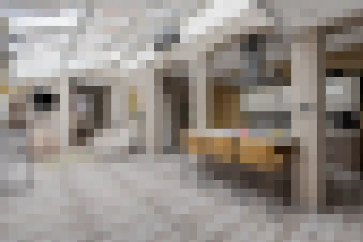 Potterstraat 42 Bergen op Zoom thumbnail 21