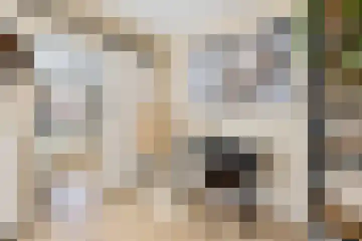 Praam 7 Heerenveen thumbnail 7