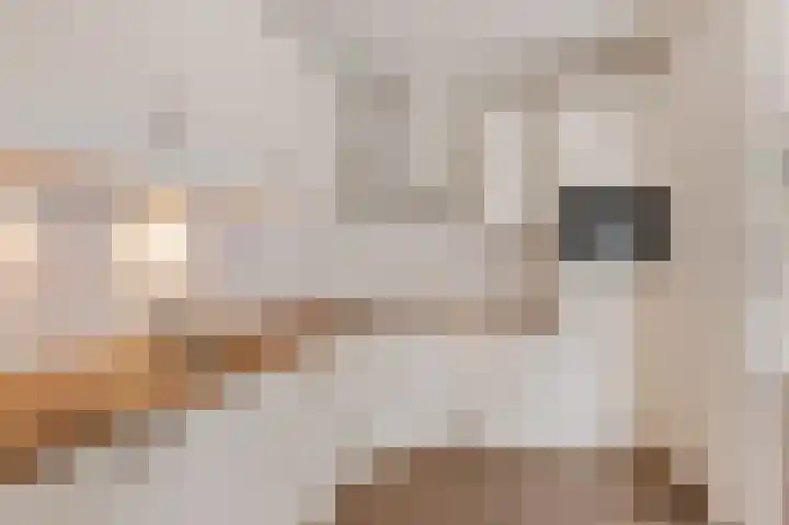 Pream 19 Joure thumbnail 18