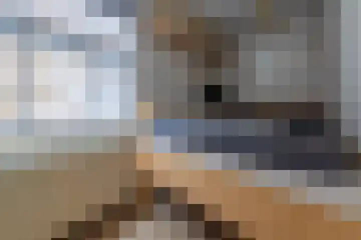 Predikherenstraat 18 Utrecht thumbnail 22