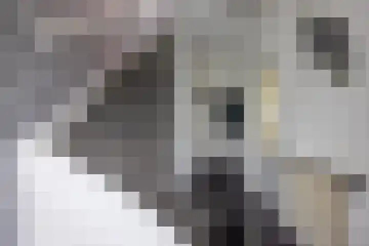 Preesterlânswei 52 Hurdegaryp thumbnail 10