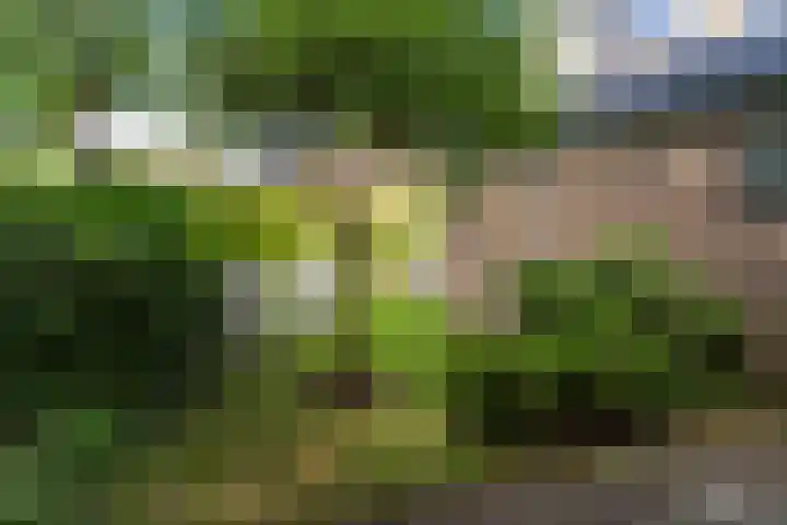 Preesterlânswei 9 Hurdegaryp thumbnail 28