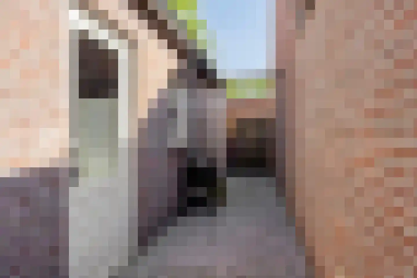 Prelaat van Dinterstraat 53 Gemert thumbnail 30