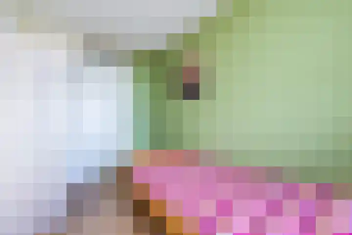 Prelude 63 Zaandam thumbnail 27