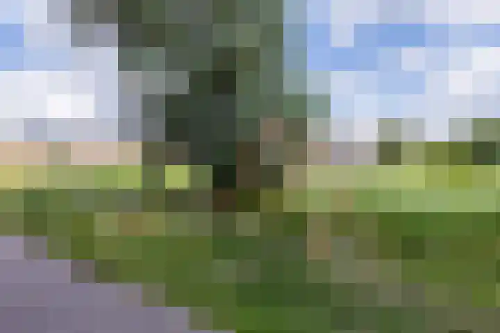 Prelude 63 Zaandam thumbnail 46