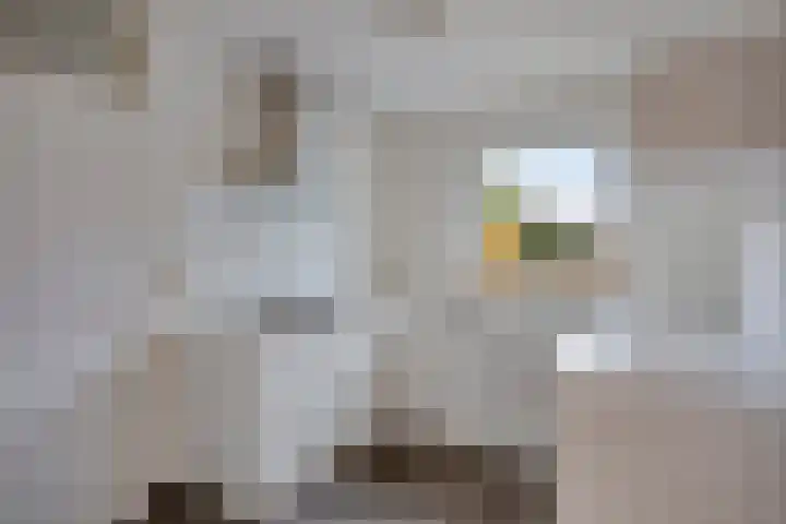Presentpeer 9 Eijsden thumbnail 10