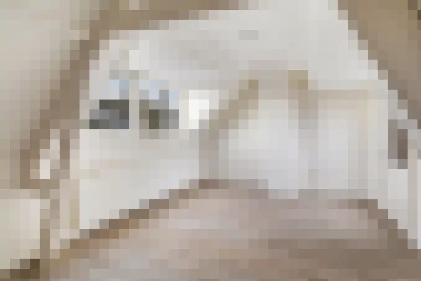 President Steinstraat 1 B Leiden thumbnail 34