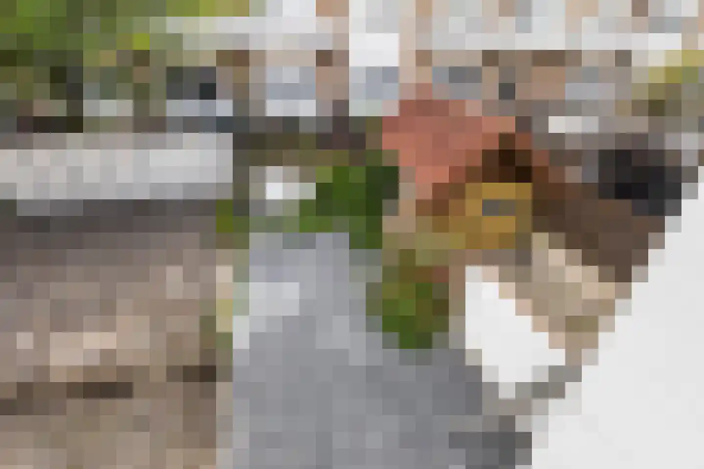 Pretorialaan 99 B Rotterdam thumbnail 42