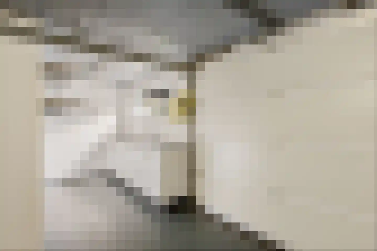 Prickart 35 Bocholtz thumbnail 42