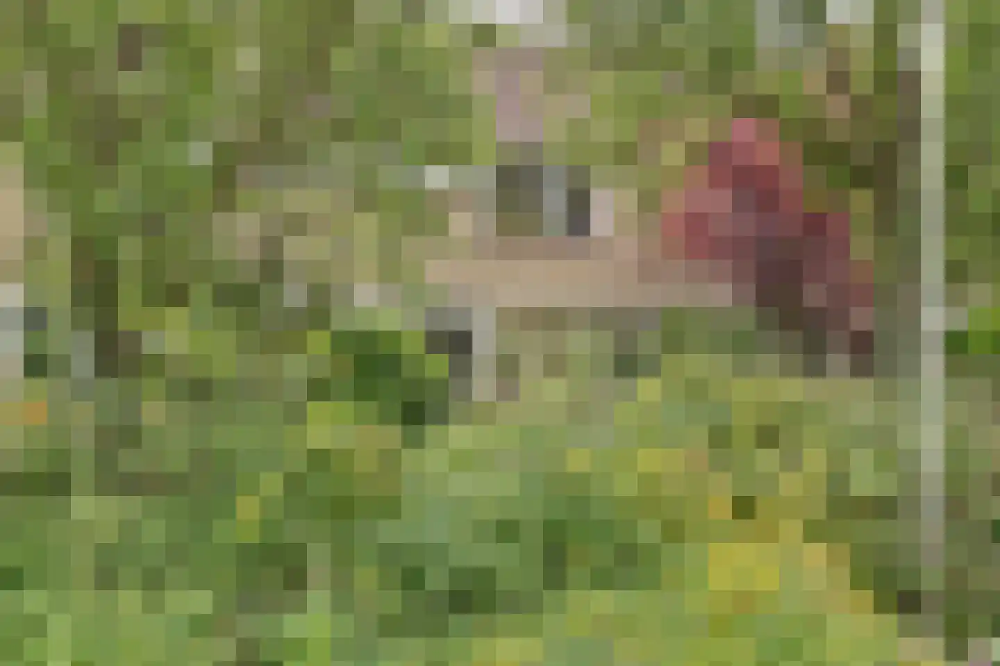 Prickwaert 64 Sliedrecht thumbnail 8
