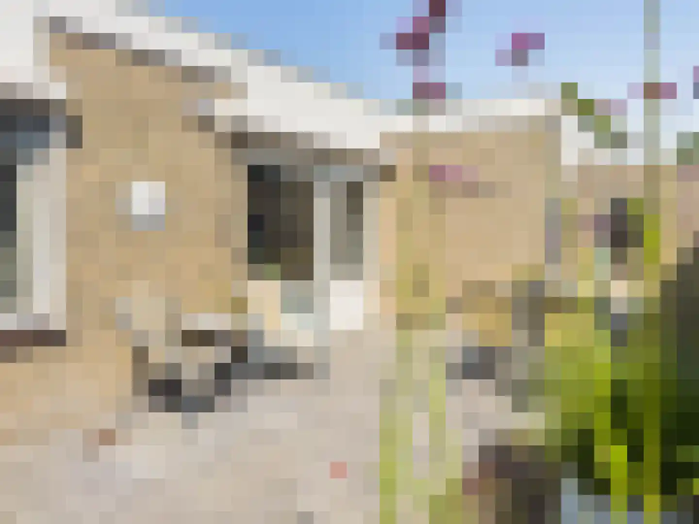 Prieelhof 11 Zundert thumbnail 25
