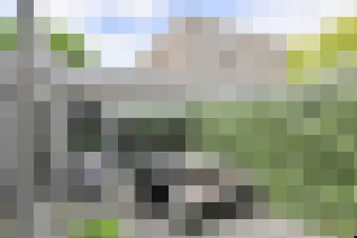 Priemkruid 87 Breda thumbnail 17