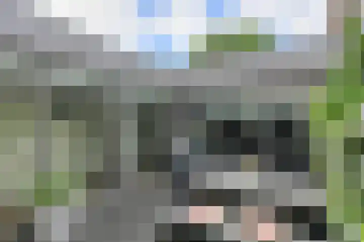 Priemkruid 87 Breda thumbnail 18