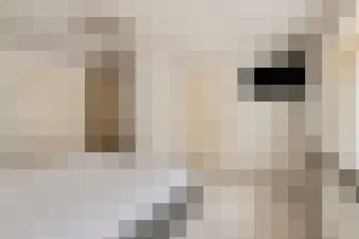 Priesnitzlaan 6 Laag-Soeren thumbnail 18