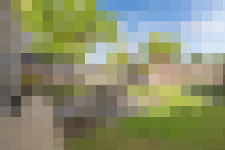 Primula 5 Ens thumbnail 30