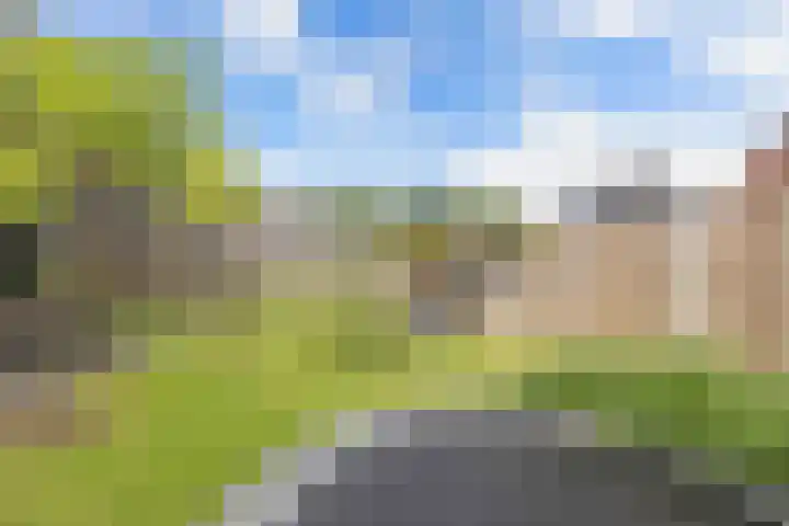 Primula 5 Ens thumbnail 35