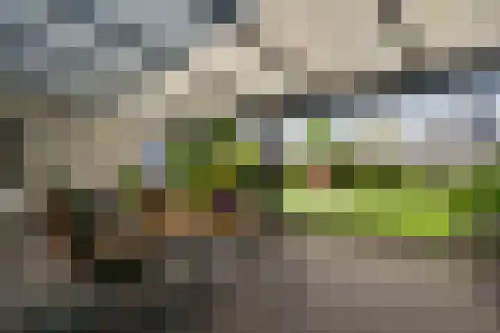 Primulabeemd 5 Maastricht thumbnail 17