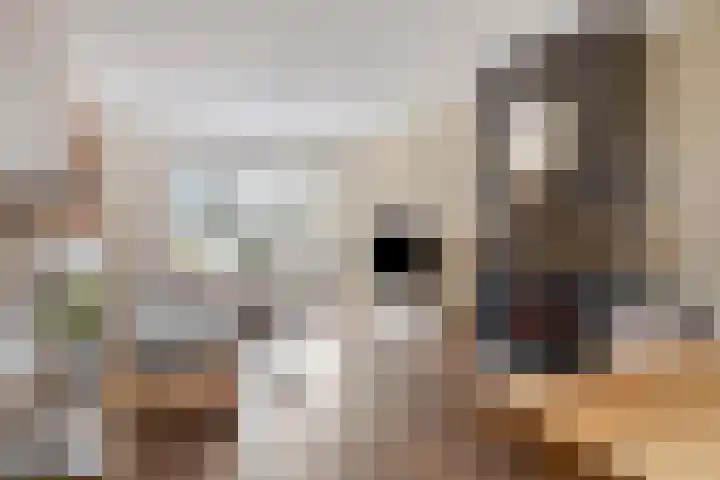 Primulastraat 10 Steenbergen thumbnail 9