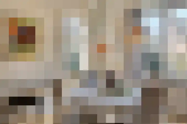 Primulastraat 59 Eindhoven thumbnail 13