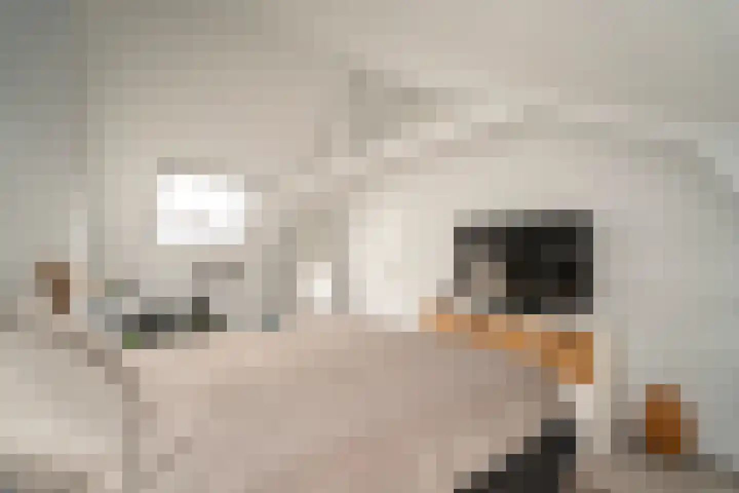 Primus van Gilsstraat 24 Tilburg thumbnail 38
